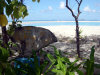 isole maldive novembre-dicembre 2003: crociera safari Maavahi boat con Albatros Top Boat By Claudia&Dario di www.tuttomaldive.it : isola di Rakeedhoo