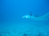 le mante isole maldive fotografie video informazioni notizie consigli di viaggio maldive gangehi resort atollo di ari nord gennaio 2008 by Dani e Alssio (utente forum maldive alssio)