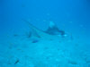 le mante isole maldive fotografie video informazioni notizie consigli di viaggio maldive gangehi resort atollo di ari nord gennaio 2008 by Dani e Alssio (utente forum maldive alssio)