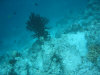 fotografie subacquee isole maldive fotografie video informazioni notizie consigli di viaggio maldive gangehi resort atollo di ari nord gennaio 2008 by Dani e Alssio (utente forum maldive alssio)