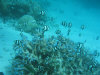 fotografie subacquee isole maldive fotografie video informazioni notizie consigli di viaggio maldive gangehi resort atollo di ari nord gennaio 2008 by Dani e Alssio (utente forum maldive alssio)