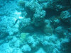 fotografie subacquee isole maldive fotografie video informazioni notizie consigli di viaggio maldive gangehi resort atollo di ari nord gennaio 2008 by Dani e Alssio (utente forum maldive alssio)